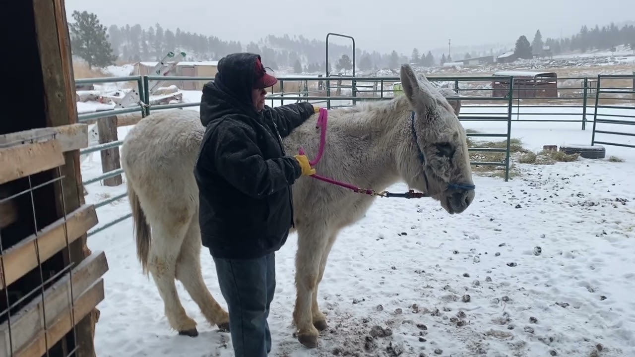 Asking your donkey to flex