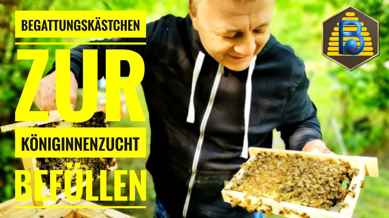 Begattungskästchen und #Königinnenzucht: 3 wichtige Schritte |  #Bienendom