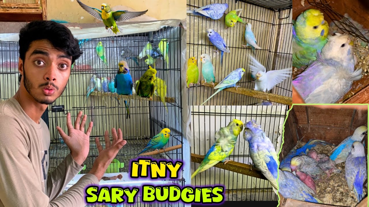 Bht sary budgies le liye😍🐣| Budgies ki new colony bna di💜🌈