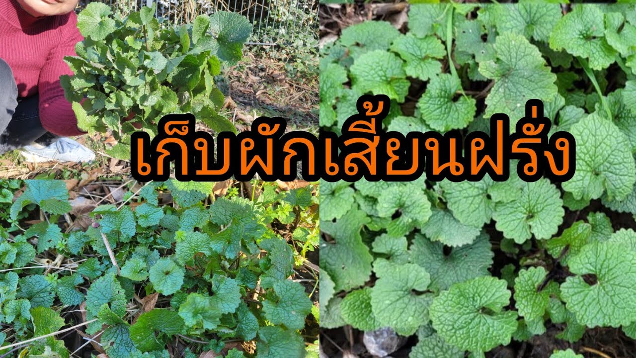 ผักเสี้ยนฝรั่งขึ้นงามพอดีแกงอ่อมเก็บดอกเบิร์ชกินยุต้น-Knoblauchsrauke-Hänge Birke