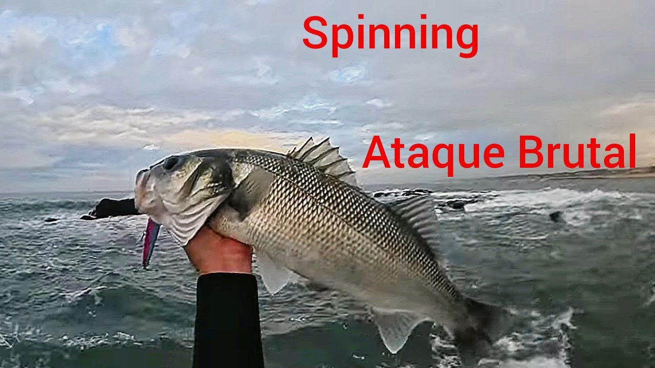 Robalo emboraca, mais uma captura..