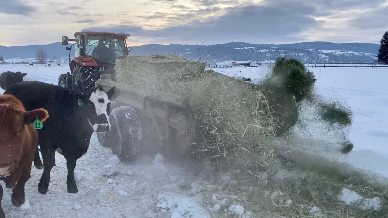 How We Use a Manure Spreader to Feed Our Cows