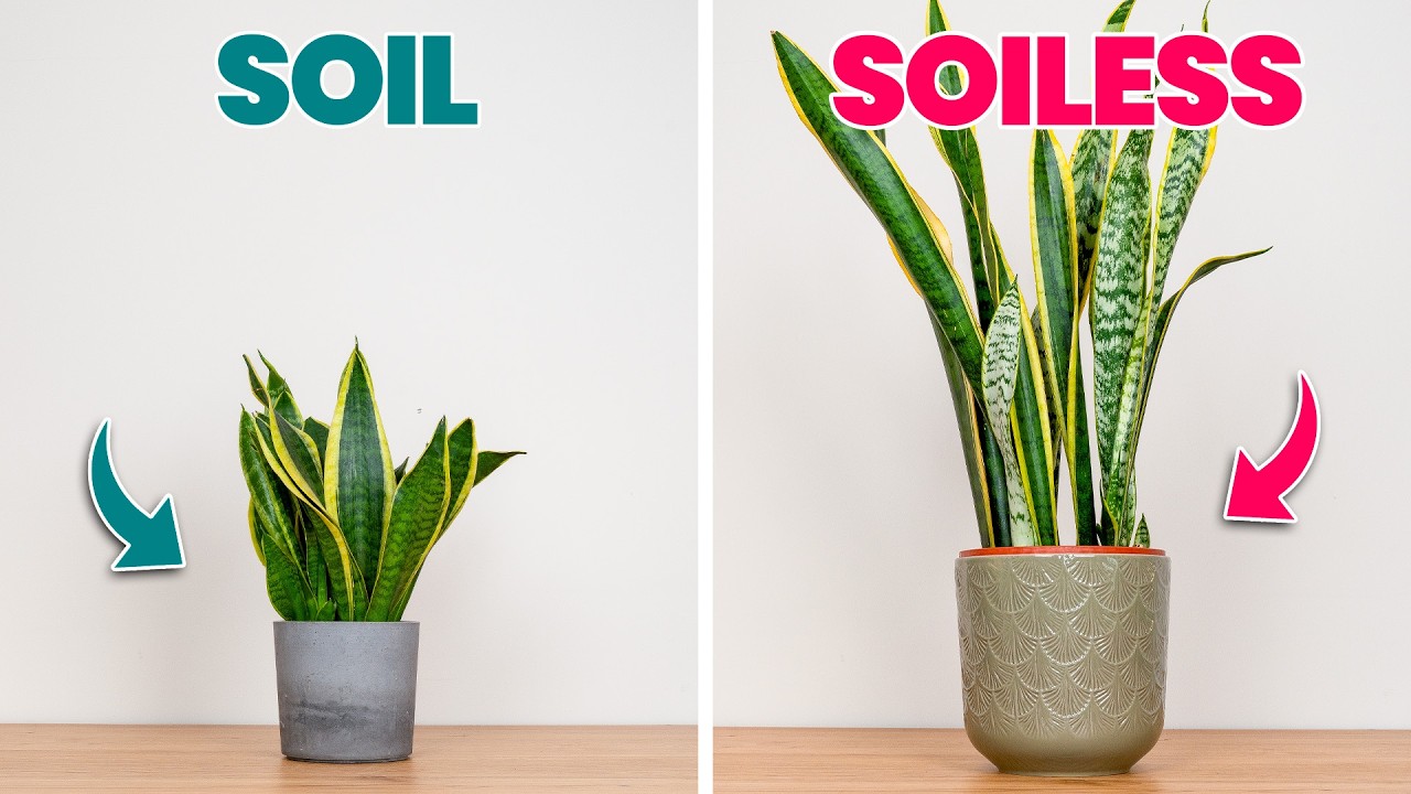 Changing THIS Will Make Your Snake Plant THRIVE