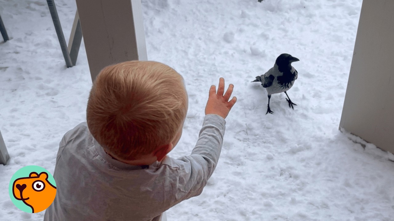 Wild Crow Knocks On Window To Play With His Baby Friend Every Day | Cuddle Buddies