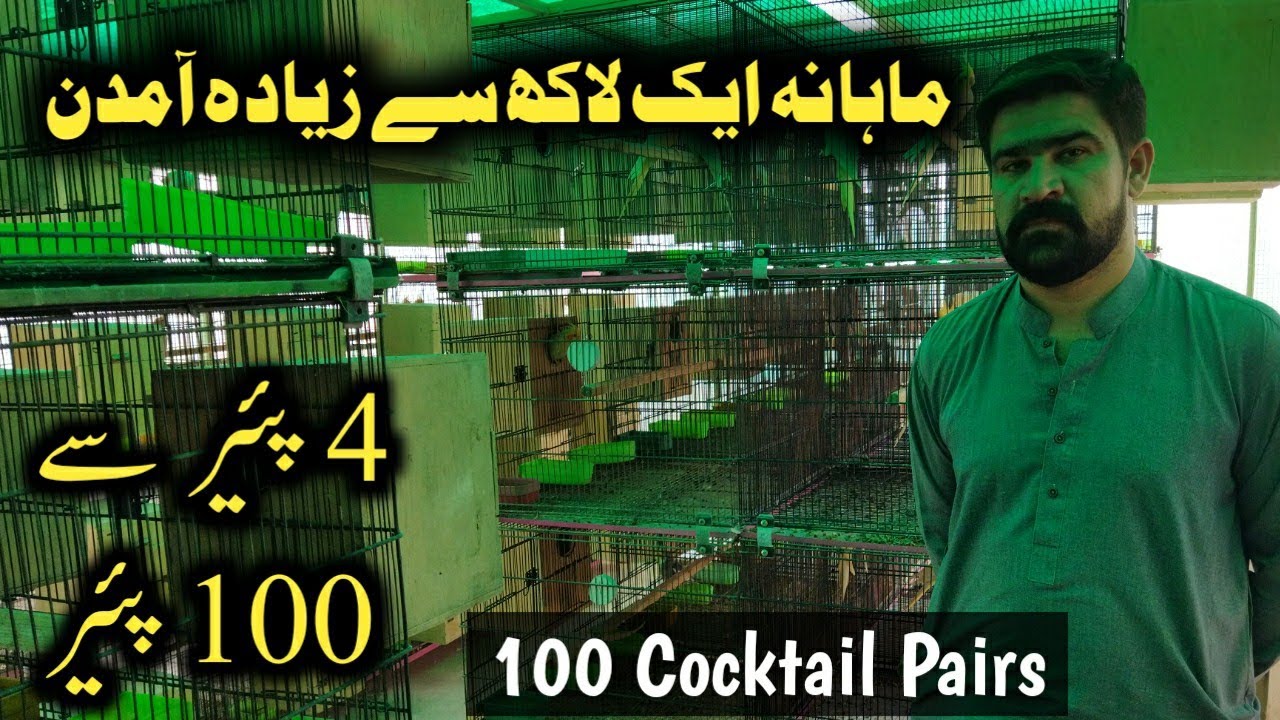100 Cocktail Pair Setup || Cream Cocktail Breeding Setup in Karachi ||Cages ||B4BIRDS