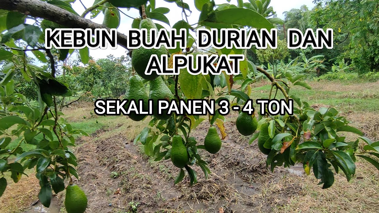 KEBUN BUAH DURIAN DAN ALPUKAT ALIGATOR DAN MENTEGA JUMBO, SATU BUAH 1 - 1,5 KG 