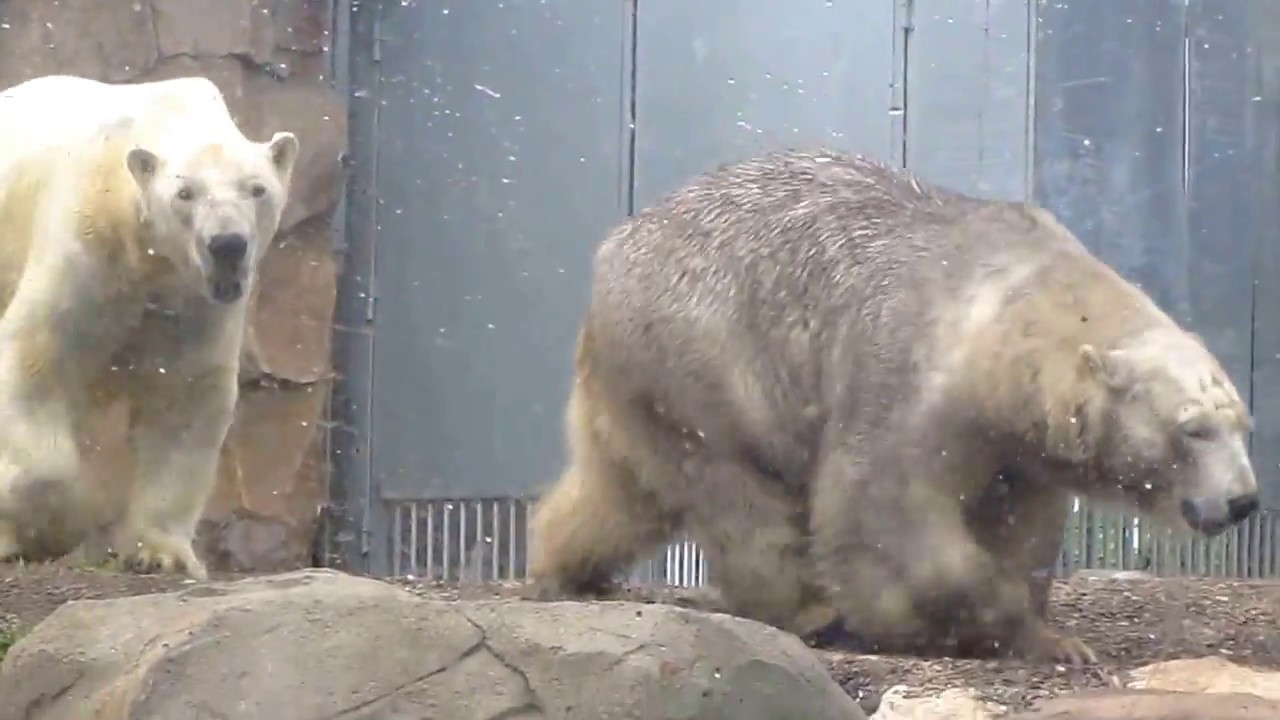 Flocke and Raspi in springtime