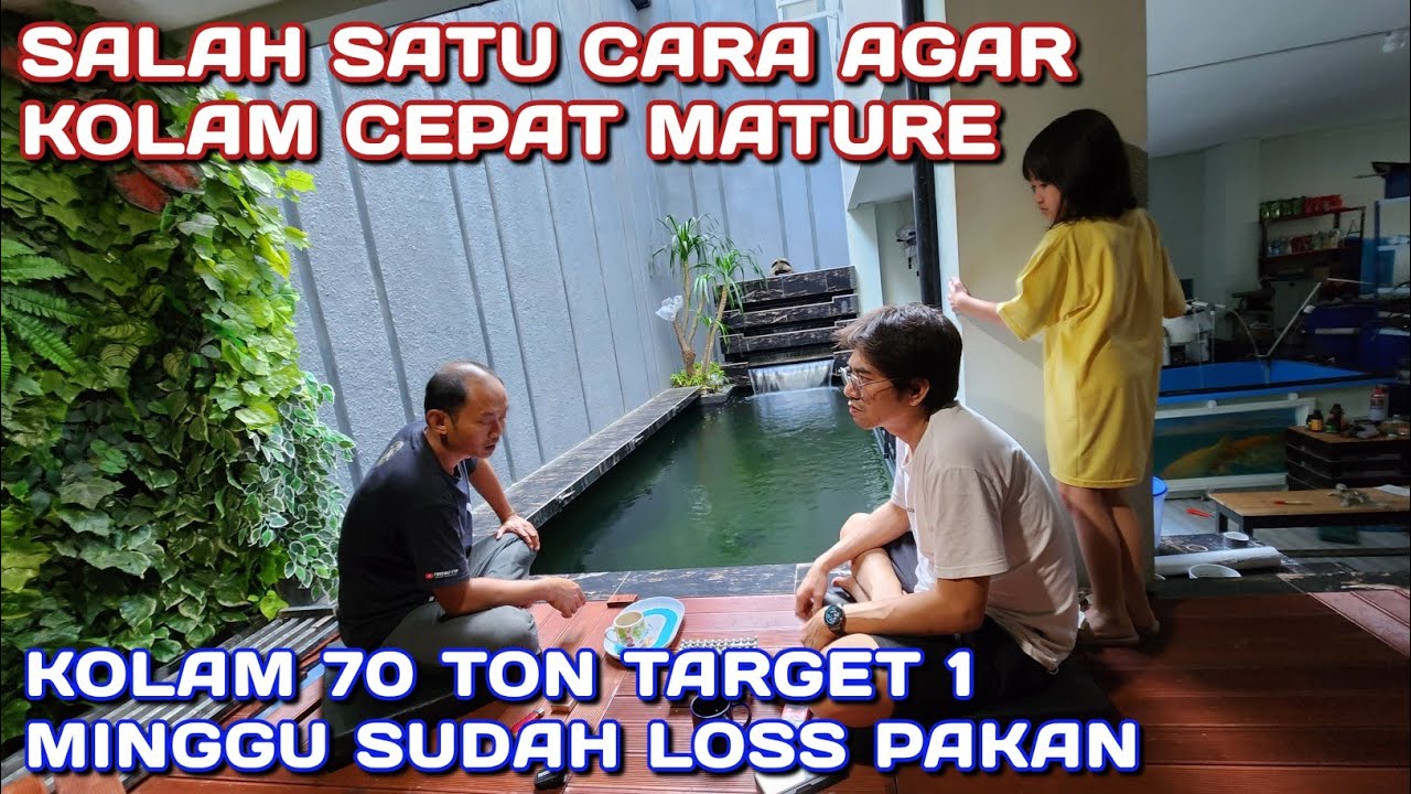 CARA MEMPERCEPAT KOLAM IKAN KOI MATURE | VERSI PAK ADI DALAM MEMPELAJARI DO AMONIAK NITRIT & NITRAT
