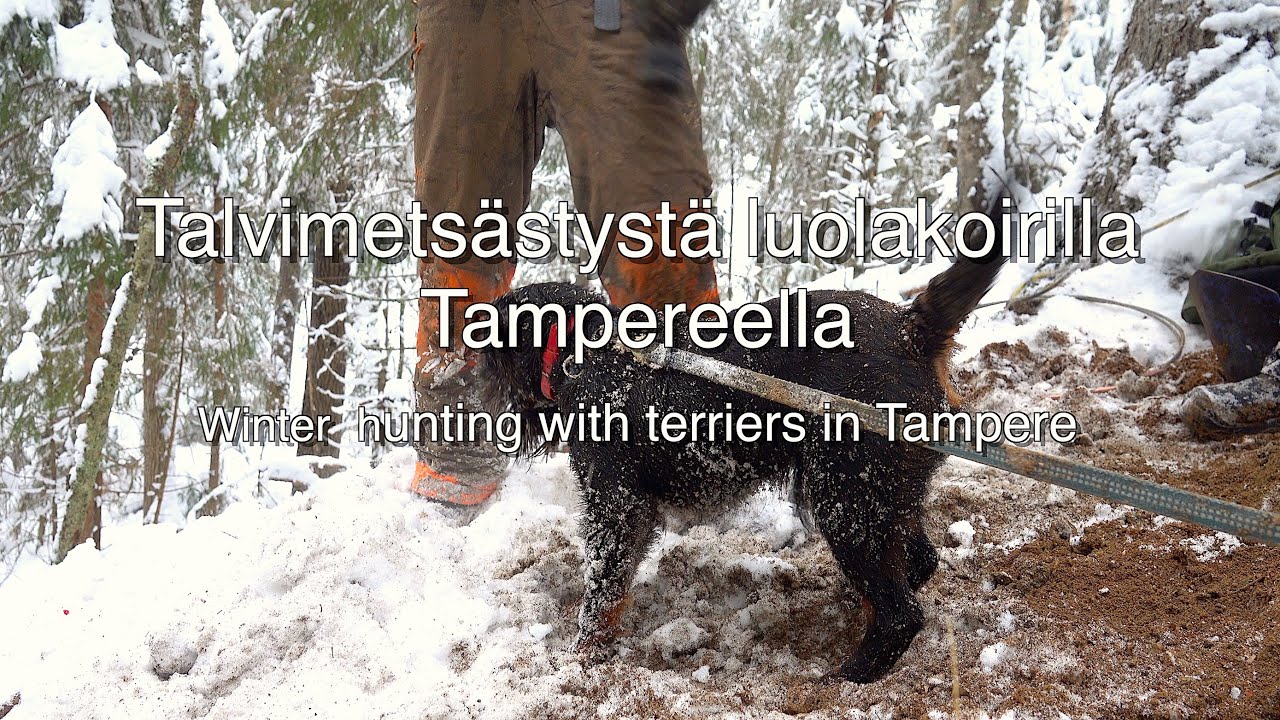 Talvimetsästystä luolakoirilla Tampereella/Winter hunting with terriers in Tampere