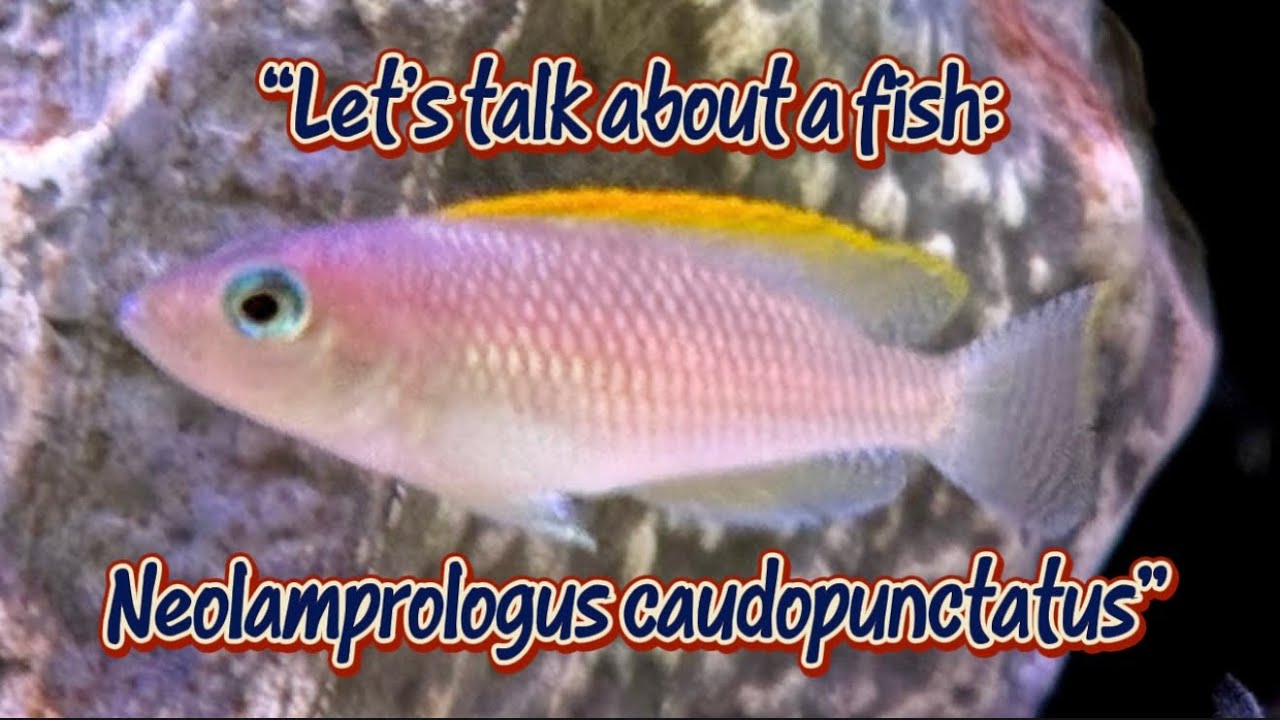 “Let’s talk about a fish: Neolamprologus caudopunctatus.”