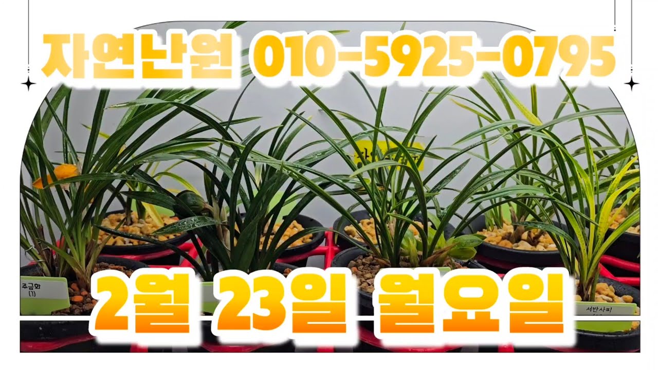 [2월 23일] 주금화, 두화, 소심, 서반사피, 호피반, 서반, 복륜, 세홍소, 찬보, 1+1개체들해서 총 12개체입니다♡