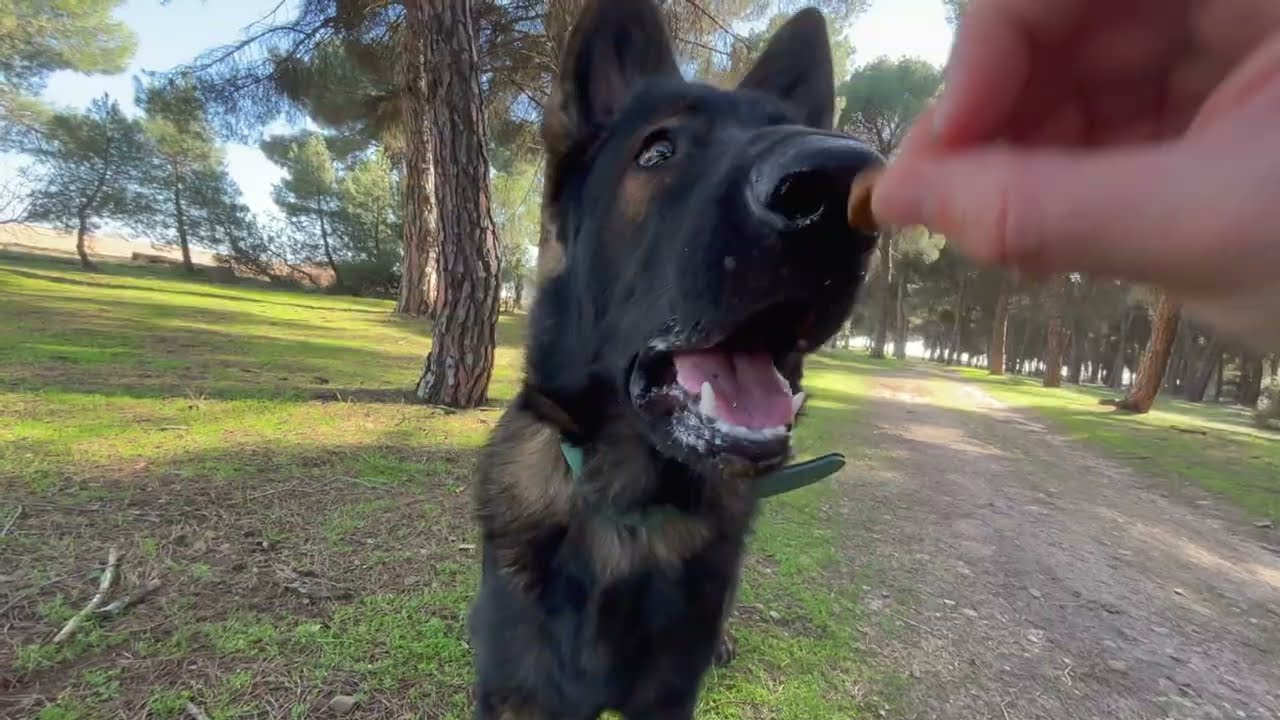 ENTRENAMOS UN POCO CON EL CACHORRO Y HABLAMOS OTRO POCO DE LAS ACTUALES MODAS.