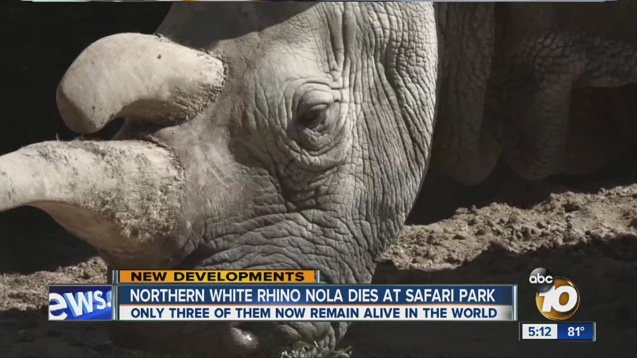 Northern white rhino Nola dies at Safari Park