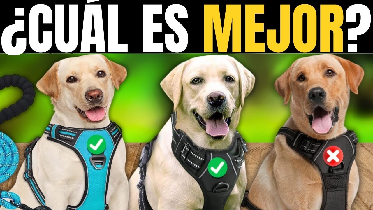 Los Mejores Arneses para Perros de 2026 [NO COMPRES EL EQUIVOCADO]