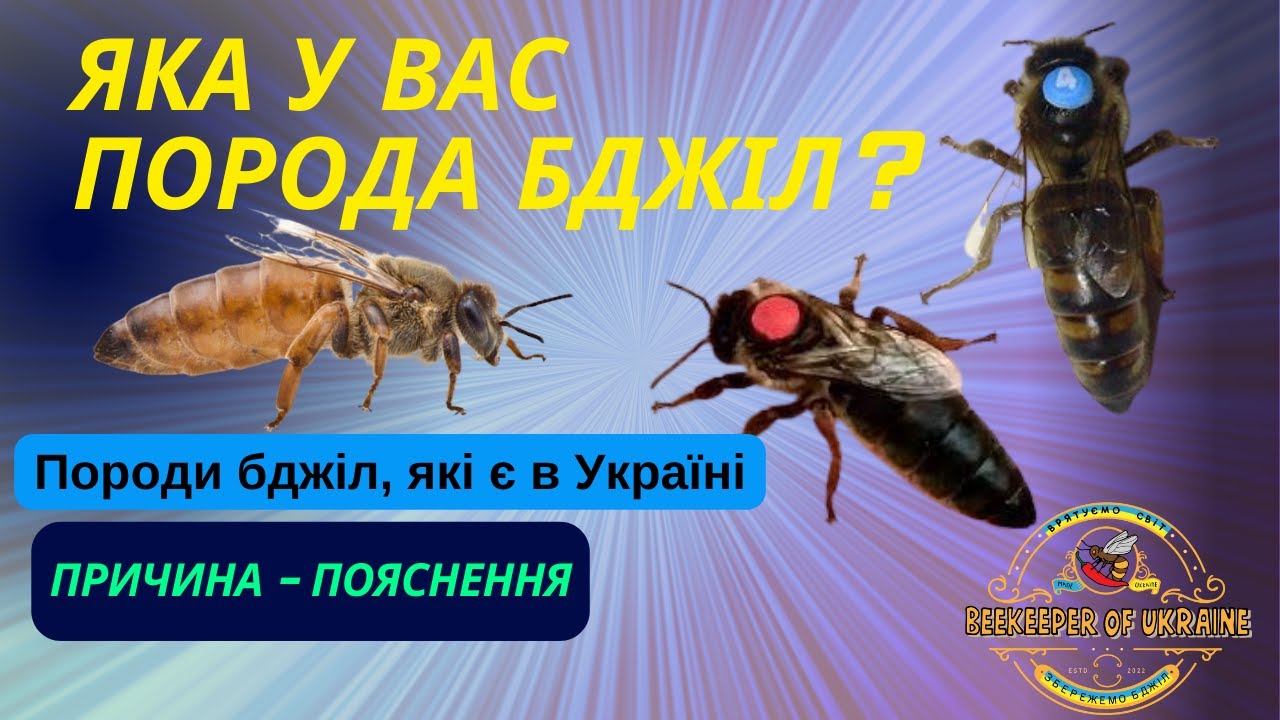 Породи бджіл, які поширені в Україні. Їхня характеристика.  І чому Бакваст - це не порода!