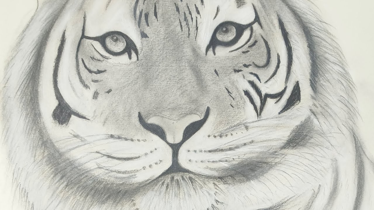 Tiger 🐯 sketch 