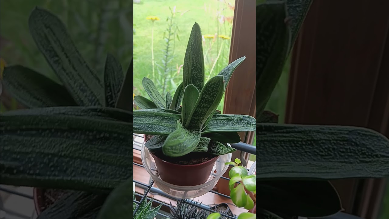 how to care for Ox tongue growth guide #plants #gardening #plant #houseplants #tutorial #tutorials
