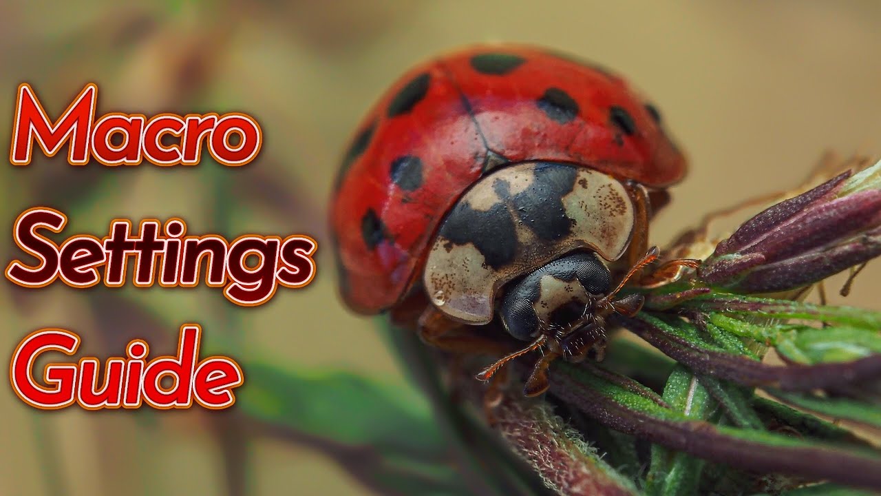 Macro Photography Settings Guide