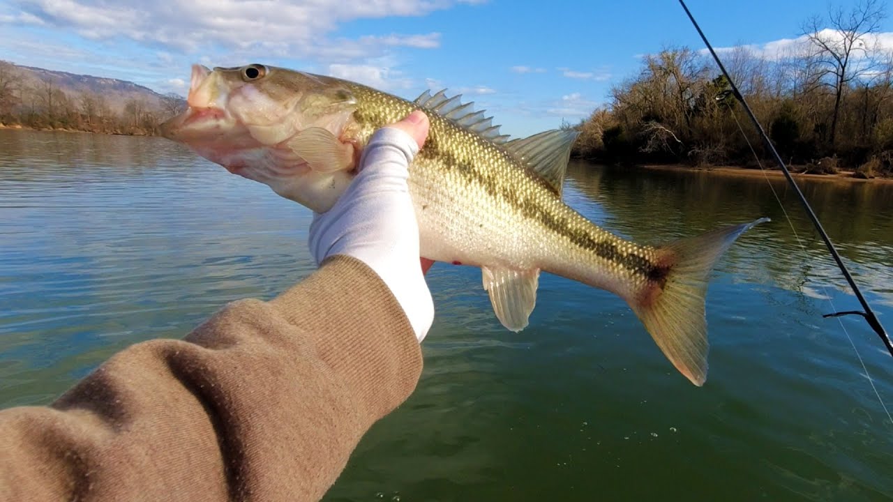 Up and Down TN River, catching EVERYTHING!