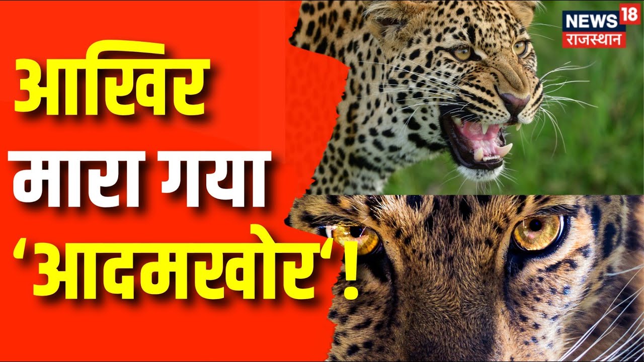 Leopard Attack News : आदमखोर लेपर्ड को मारी गोली, मारा गया आदमखोर | Udaipur News | Rajasthan News