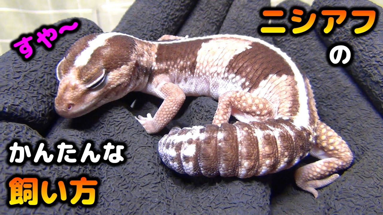【ニシアフ】ニシアフリカトカゲモドキの「コーチさん」飼い方と給餌をお見せします【ワイルドなのにめっちゃ綺麗】Hemitheconyx caudicinctus