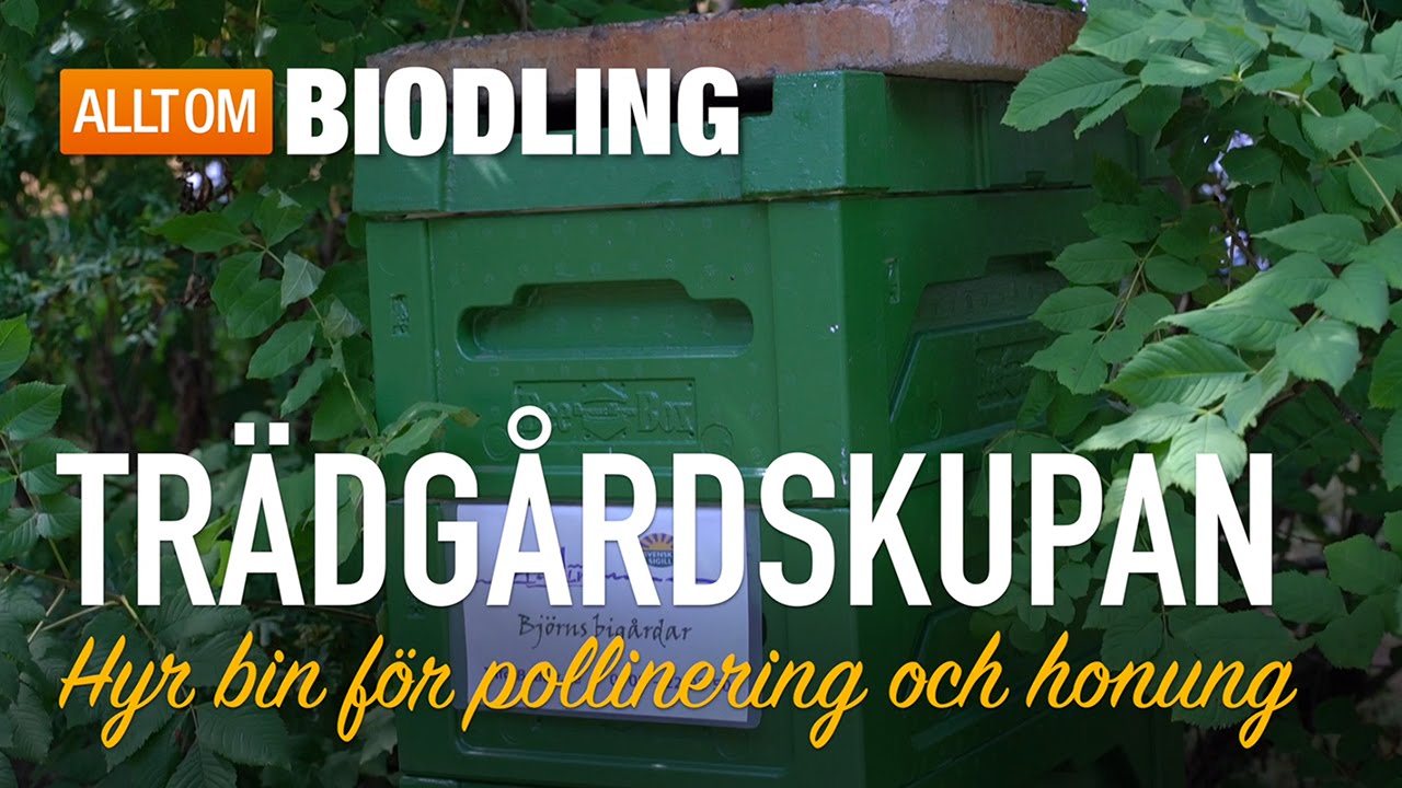 Trädgårdskupan - Hyr bin för pollinering och honung