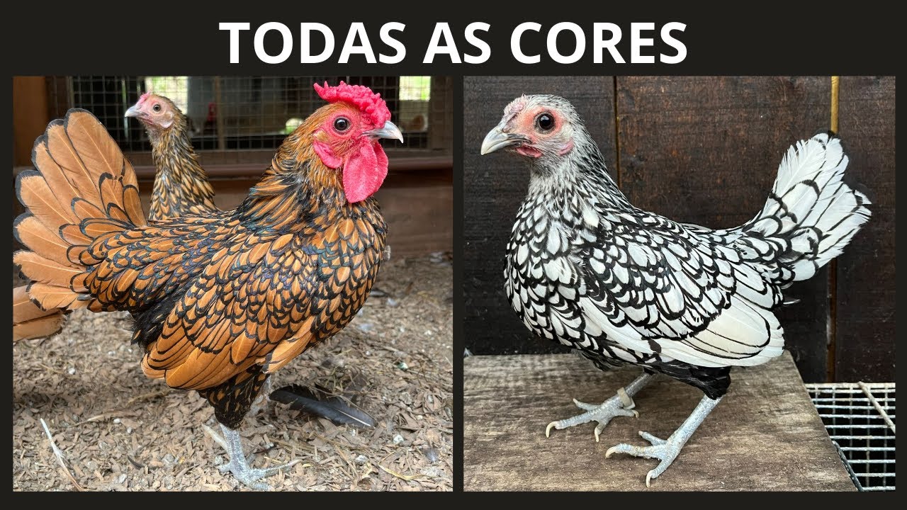 Toda a nossa criação de Sebright | Coração Campeiro