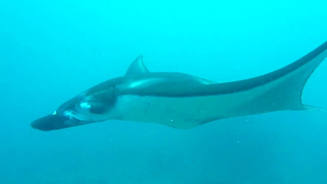 Manta Mania @ Nusa Penida, Bali