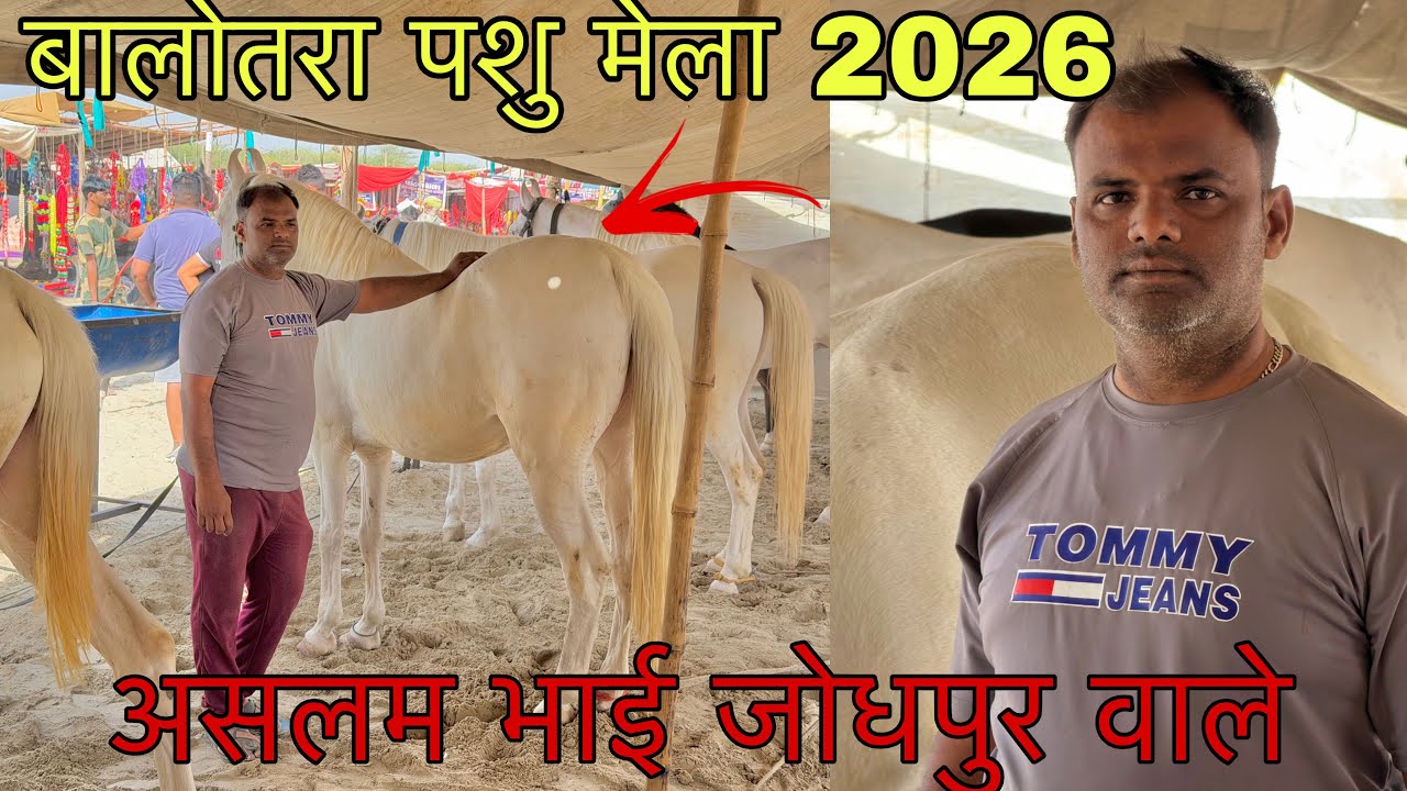 बालोतरा पशु मेला 2026 में असलम भाई जोधपुर वाले लेकर आए एक से बढ़कर एक घोड़ी और छोटे बच्चे।#horse 
