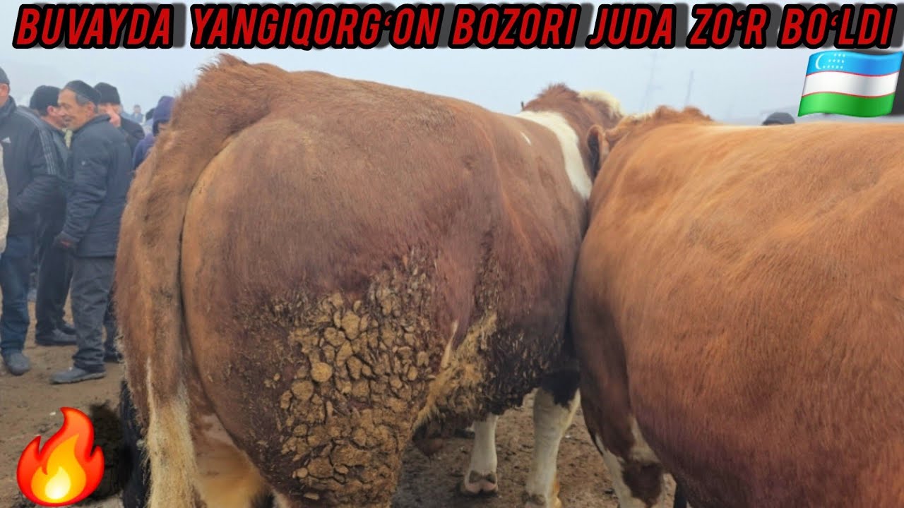 BOZOR NARHLARI BUVAYDA YANGIQORGʻON CHORVA MOL BOZORI BUQALAR 