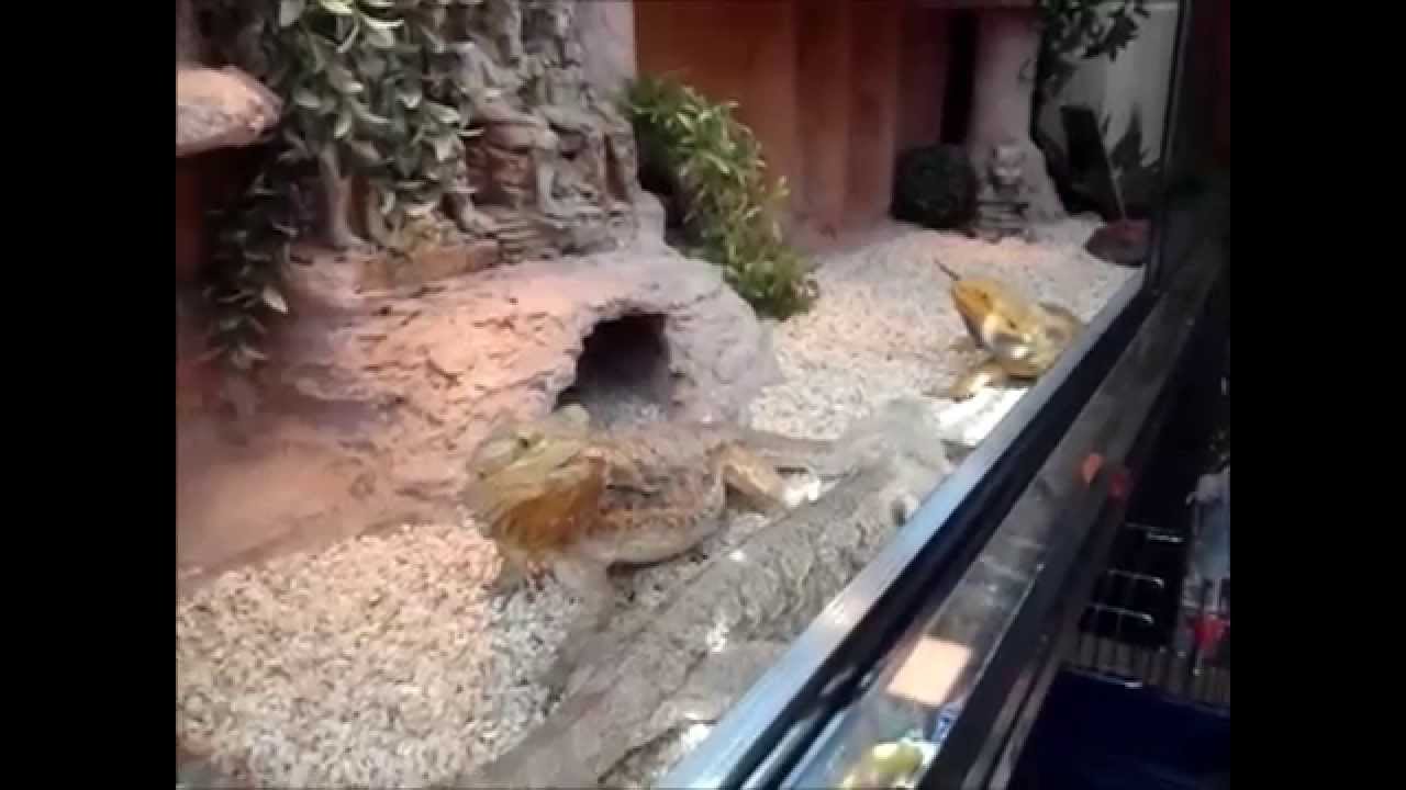 Bearded Dragon clean terra (Pogona vitticeps) - Amalgation