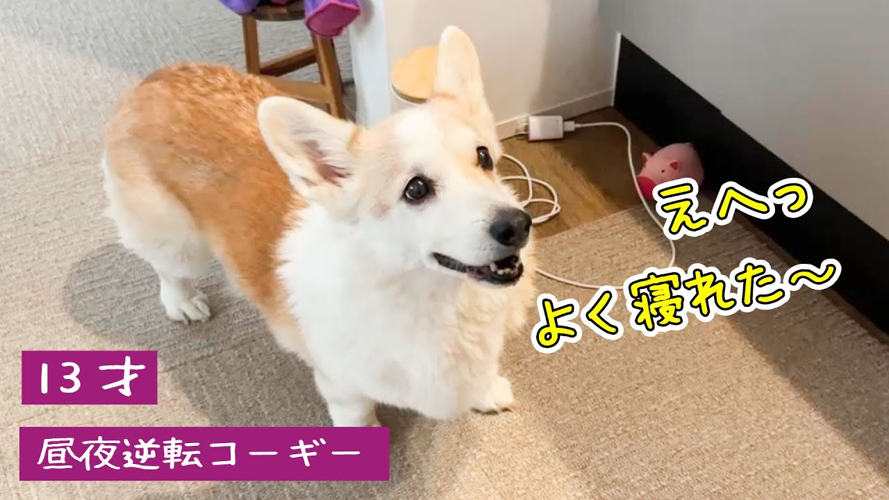 昼夜逆転コーギー、とある事で朝まで寝てくれました【13才】