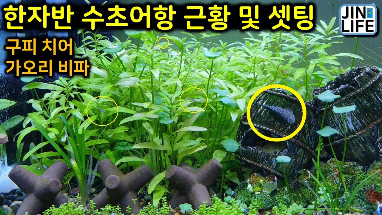 [물생할]한자반 수초어항 셋팅과 생물(구피 치어, 가오리 비파)