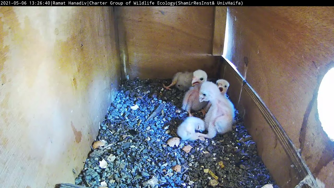 Is big brother trying to eat his youngest sibling (siblicide)?Lesser kestrel Cam Israel|בזים אדום