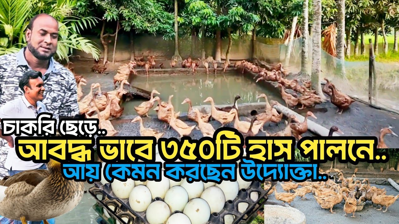 চাকরি ছেড়ে আবদ্ধ ভাবে ৩৫০ টি হাস পালনে আয় কেমন করছেন উদ্যোক্তা | Agro Dream Bangla 
