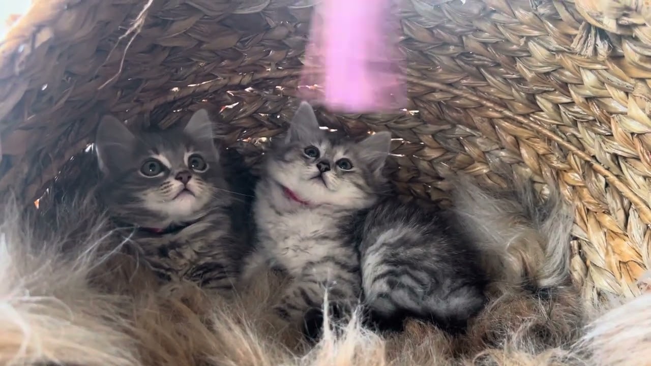 Cute blue & silver Siberian kittens
