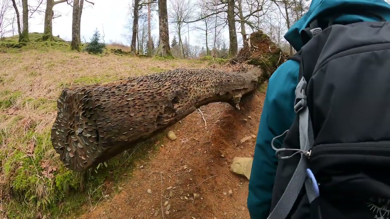 Ambleside to Slater's Bridge and back via Elterwater. [23.01.2022]