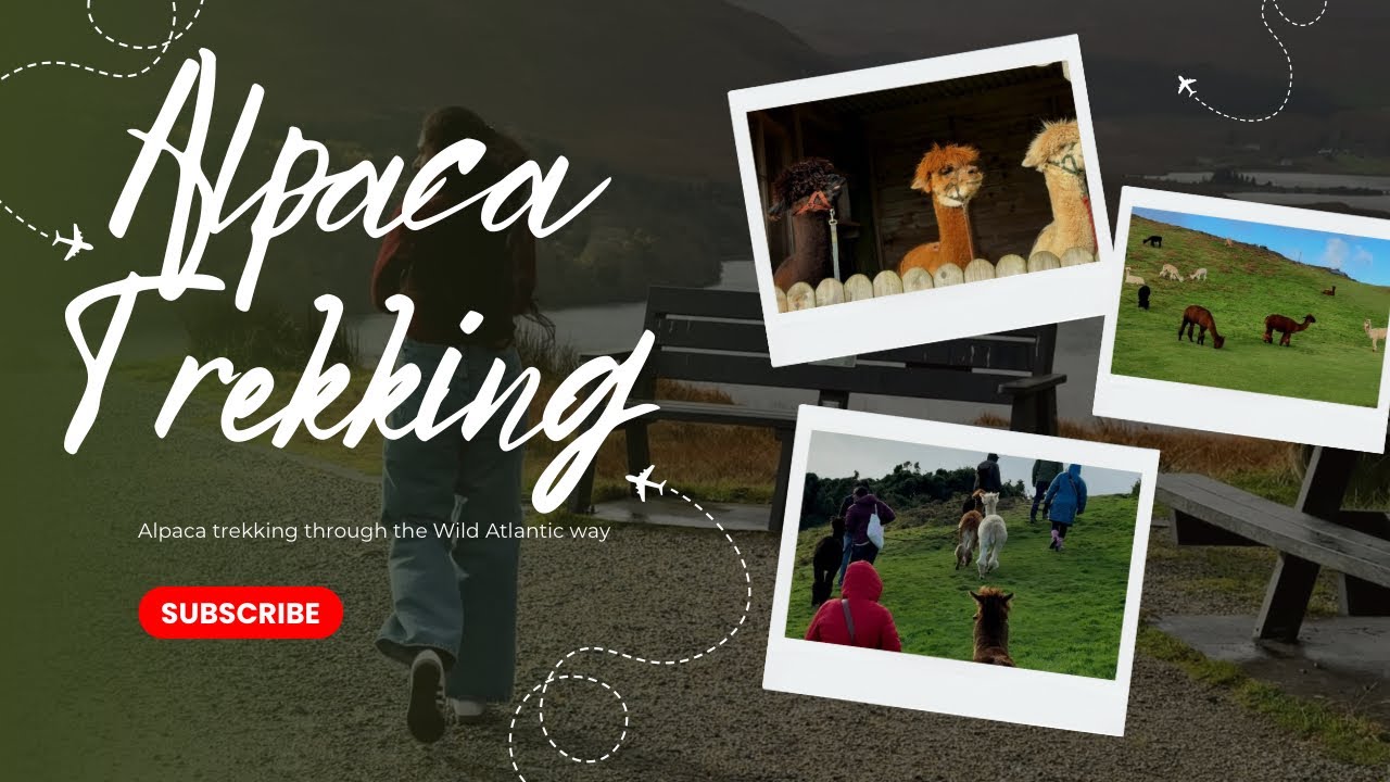 ഒട്ടകവുമല്ല, ആടുമല്ലാത്തൊരു ജീവി| Alpacas| Ireland| Malin Head|#landscape_holic|#travelvlog |