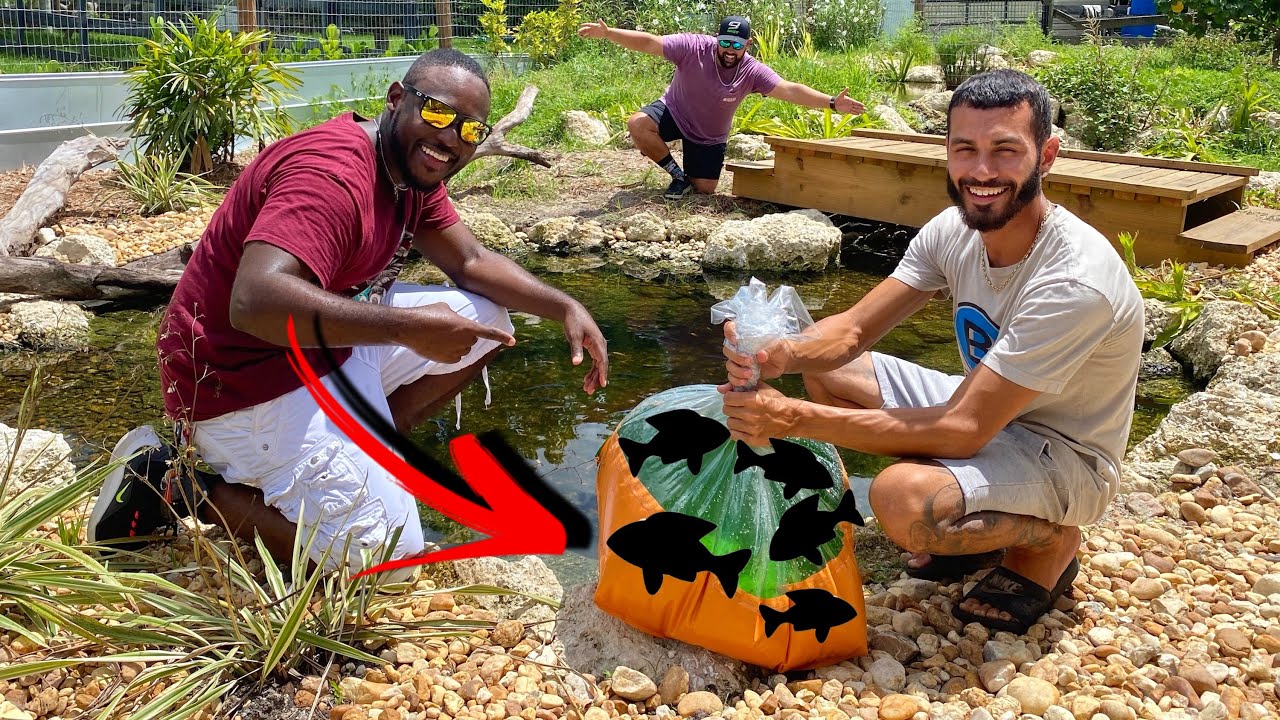 YouTubers SURPRISED Me With NEW Colorful Pond FISH!
