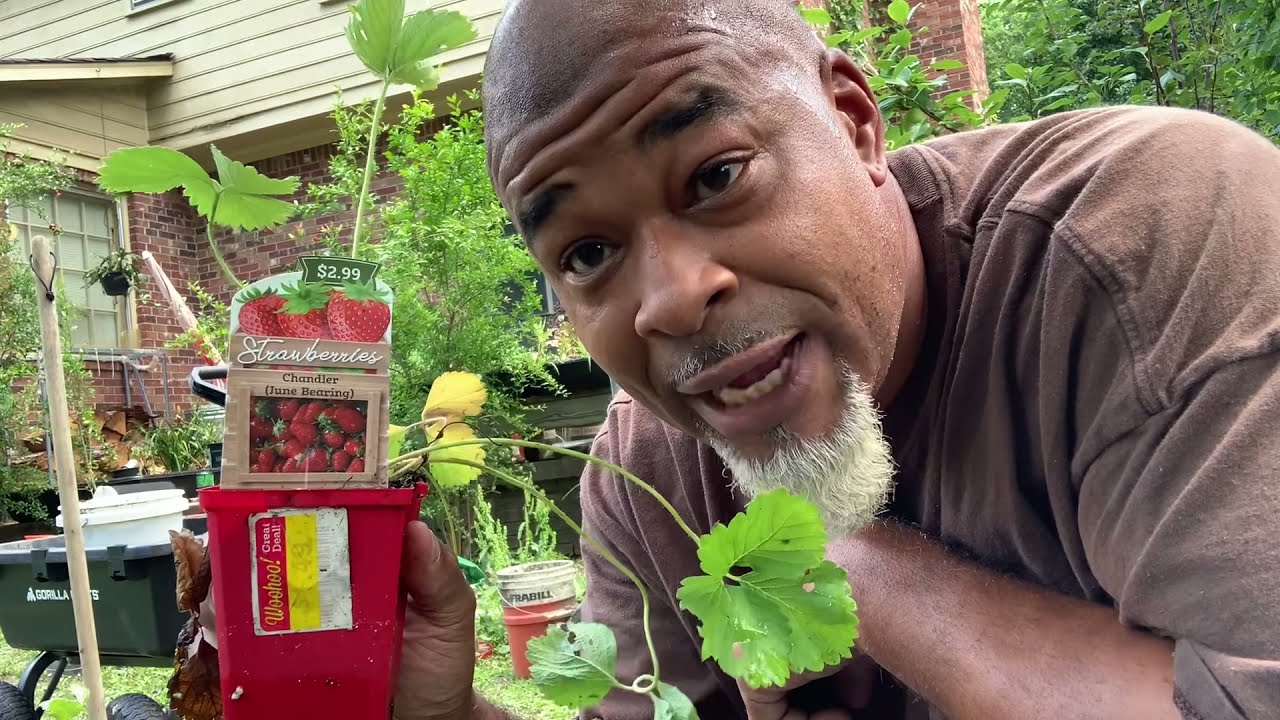 Planting STRAWBERRIES 🍓 and Adding Life back into your old garden soil