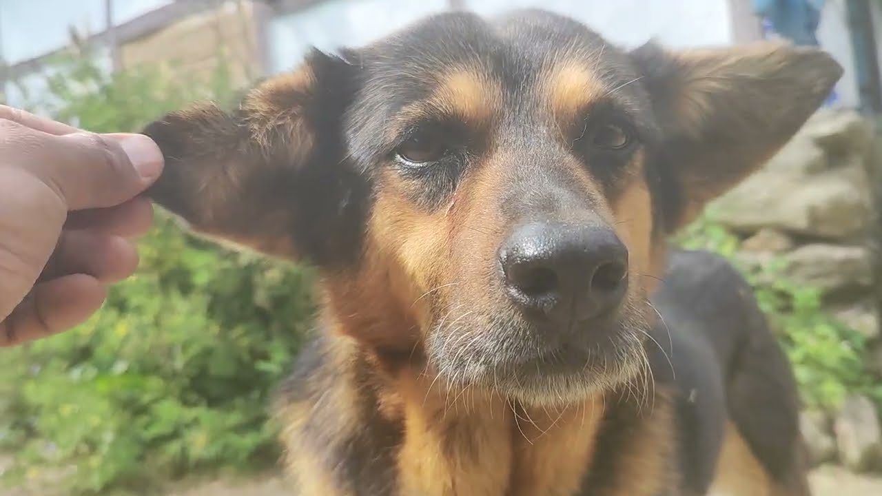 Moment before cook #youtube #dogs