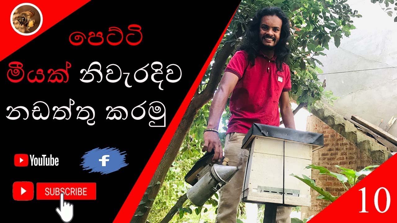 පෙට්ටි මීයක් නිවැරදිව නඩත්තු කරමු