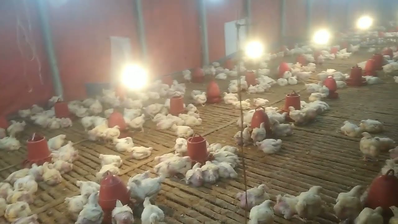 How We Raise Healthy Chickens | Farm Life Vlog