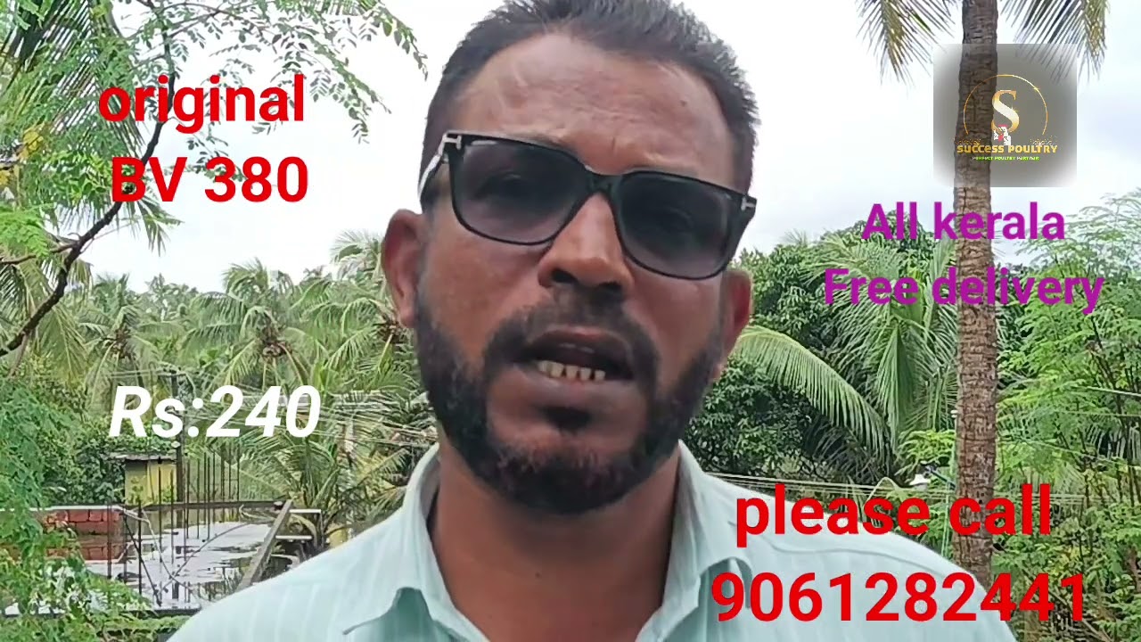Original bv 380 കോഴികൾ / വെങ്കിടേശ്വര ഹാച്ചറി / success poultry farm