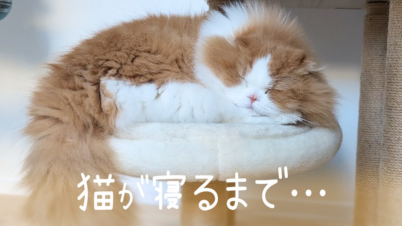 【作業用】猫と一緒に寝落ちする #007