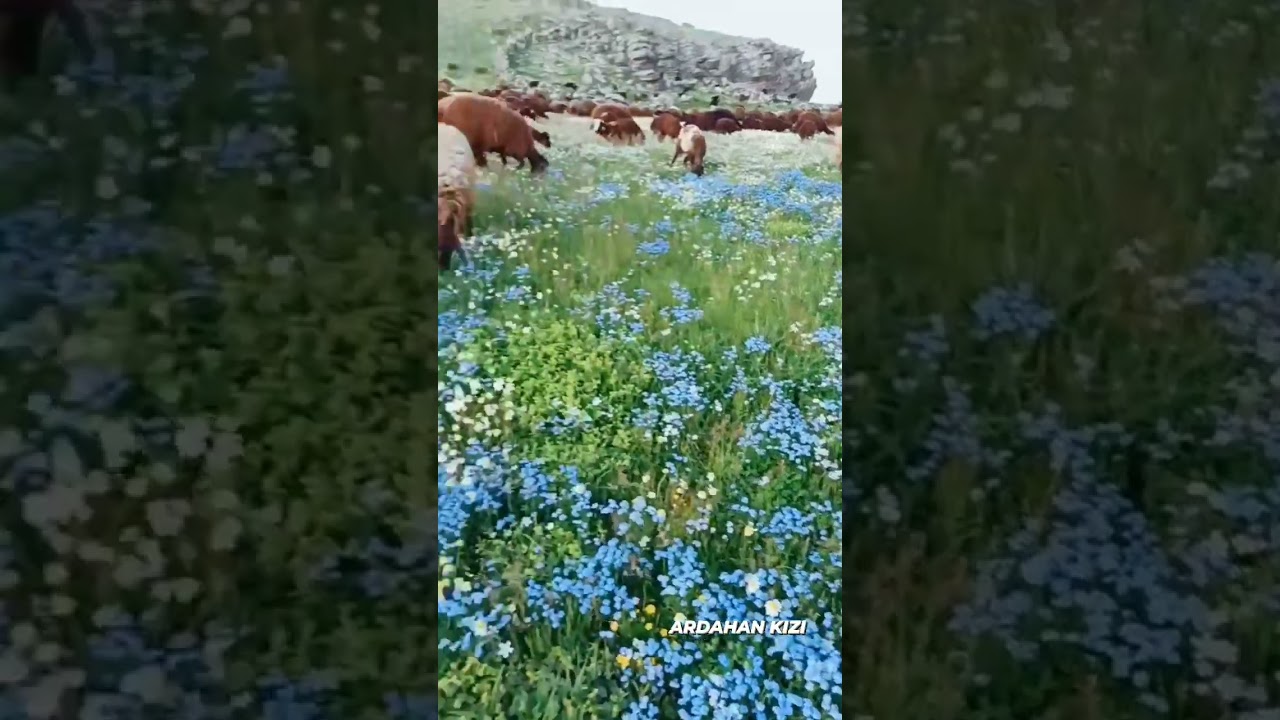 Aşık Zeki Erdali - Yar Sen Beni Bir Sözünen Öldürdün