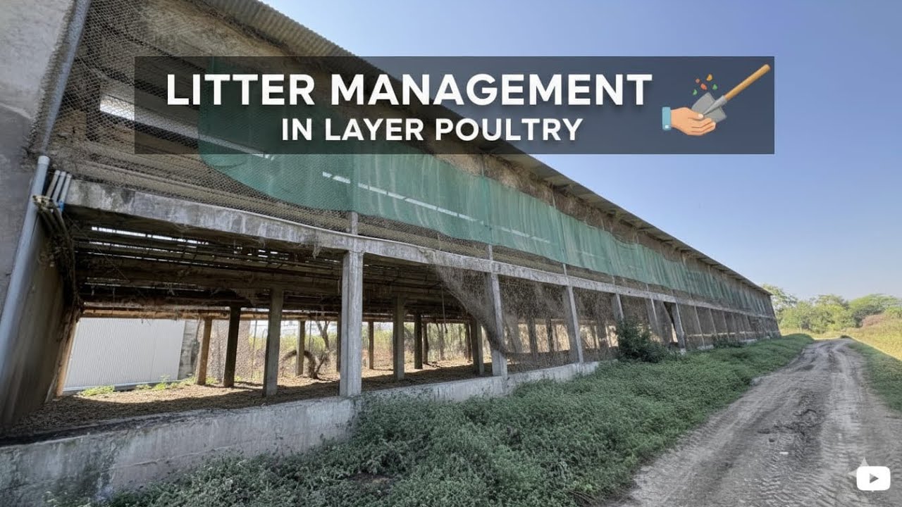Litter management in layer poultry