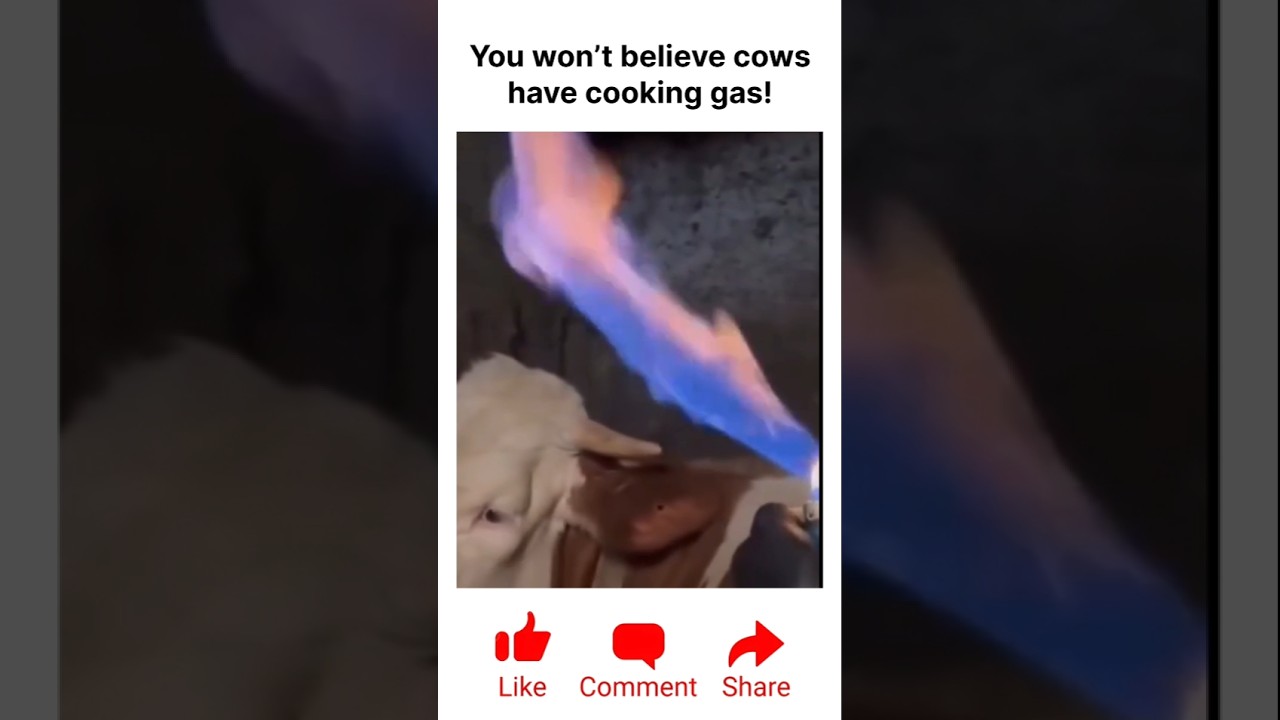 Extracting methane gas from a cow&rsquo;s stomach