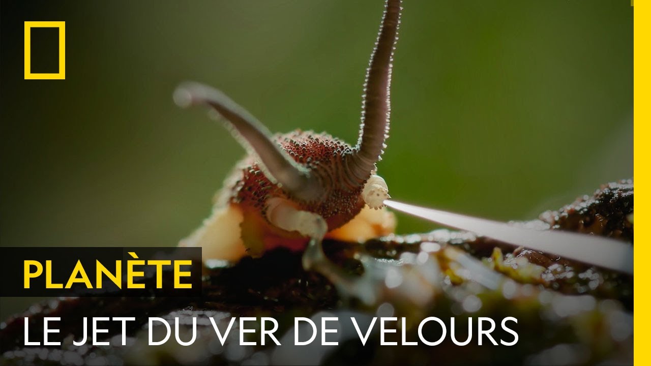 Le face-à-face inattendu d'un ver de velours et d'une araignée-loup