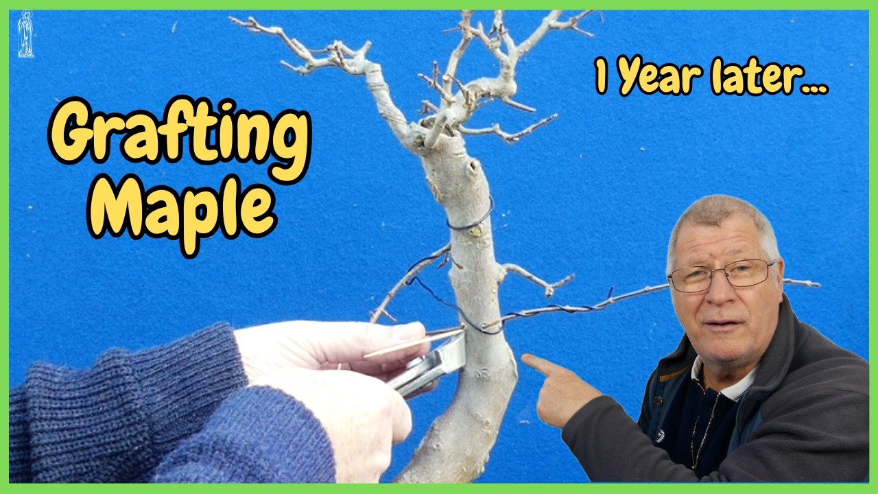 Improving Japanese Maple Bonsai: Grafting new Branches (Timelapse)